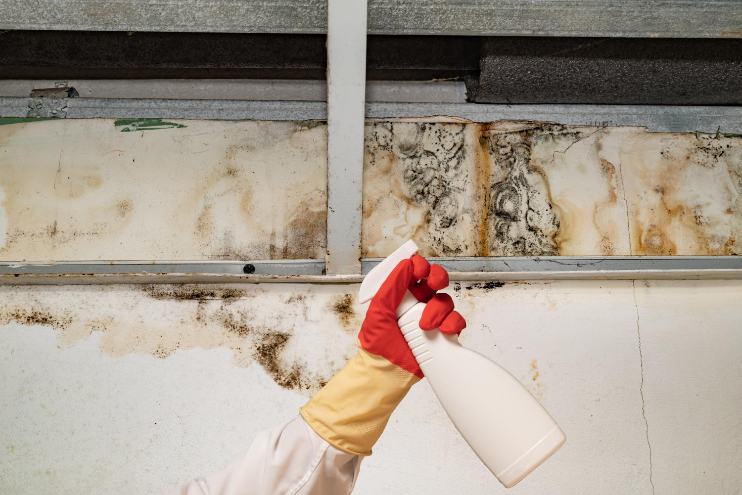 Image showcasing Effective basement mold remediation and basement waterproofing services ...
